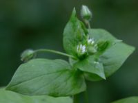 Stellaria media var. media Östra kyrkogården, Malmö, Skåne, Sweden 20190611_0041