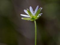 Stellaria neglecta Byåsabacken, Ramsåsa, Tomelilla, Skåne, Sweden 20170506_0060