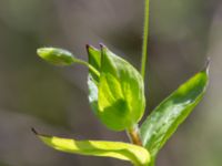 Stellaria neglecta Byåsabacken, Ramsåsa, Tomelilla, Skåne, Sweden 20170506_0062