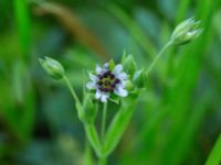 Stellaria neglecta Kummeln, Lyckeby, Karlskrona, Blekinge, Sweden 20170525_0273