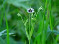 Stellaria neglecta Kummeln, Lyckeby, Karlskrona, Blekinge, Sweden 20170525_0274