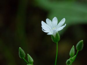 Stellaria nemorum - Wood Stitchwort - Lundarv