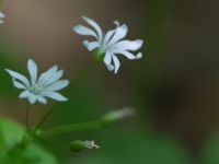 Stellaria nemorum ssp. glochidisperma Skäralid Skäralid, Klippan, Skåne, Sweden 20100624 190