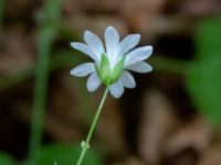 Stellaria nemorum ssp. montana Hallands Väderö, Båstad, Skåne, Sweden 20200627_0187