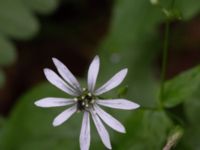 Stellaria nemorum ssp. montana Pydden, Holmeja, Svedala, Skåne, Sweden 20160617_0138