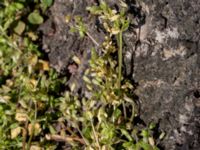 Stellaria pallida Norra Friluftsstaden, Malmö, Skåne, Sweden 20190423_0010