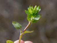 Stellaria pallida Norra Malmgatan, Grönhögen, Mörbylånga, Öland, Sweden 20160410_0170