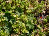 Stellaria pallida Strandgatan, Limhamn, Malmö, Skåne, Sweden 20190421_0024