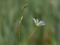 Stellaria palustris Toarpsdammen, Malmö, Skåne, Sweden 20190621_0197