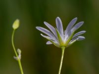 Stellaria palustris Toarpsdammen, Malmö, Skåne, Sweden 20190621_0199