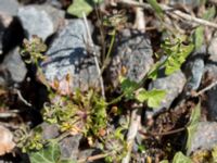 Teesdalia nudicaulis Solviken, Mölle, Höganäs, Skåne, Sweden 20150515_0177