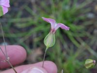 Vaccaria hispanica Rivningstomt Kämnärsvägen, Lund, Skåne, Sweden 20230921_0002