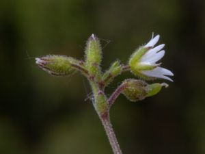 Cerastium pumilum - Dwarf Mouse-ear - Alvararv