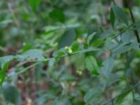 Euonymus europaeus Djungelparken, Bunkeflostrand, Malmö, Skåne, Sweden 20190727_0001