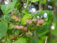 Euonymus europaeus Lamarken, Tygelsjö vång, Malmö, Skåne, Sweden 20200826_0011