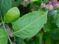 Euonymus europaeus Lamarken, Tygelsjö vång, Malmö, Skåne, Sweden 20200826_0012