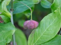 Euonymus europaeus Lamarken, Tygelsjö vång, Malmö, Skåne, Sweden 20200826_0014