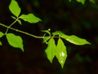 Euonymus europaeus Välluv, Helsingborg, Skåne, Sweden 20190504_0005