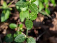 Euonymus fortunei Afrikaparken, Bunkeflostrand, Malmö, Skåne, Sweden 20190224_0001