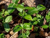 Euonymus fortunei Afrikaparken, Bunkeflostrand, Malmö, Skåne, Sweden 20190224_0003