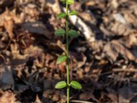 Euonymus fortunei Afrikaparken, Bunkeflostrand, Malmö, Skåne, Sweden 20190224_0004