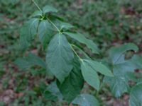 Euonymus planipes Prästabonnaskogens NR Tjörnarp, Höör, Skåne, Sweden 20180806_0027