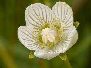 Parnassia palustris - Grass-of-Parnassus - Slåtterblomma