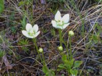 Parnassia palustris Abisko turiststation, Kiruna, Torne lappmark, Lappland, Sweden 20150707 IMG_2459