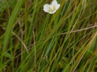 Parnassia palustris Fårarp, Ystad, Skåne, Sweden 20180831_0016