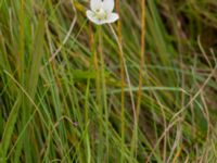 Parnassia palustris Fårarp, Ystad, Skåne, Sweden 20180831_0017