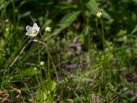 Parnassia palustris Icecatvägen, Kiruna, Torne lappmark, Lappland, Sweden 20150710_0665