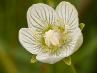 Parnassia palustris Toarpsdammen, Malmö, Skåne, Sweden 20220808_0027