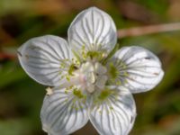 Parnassia palustris Zackows mosse, Nyhamnsläge, Höganäs, Skåne, Sweden 20190807_0154