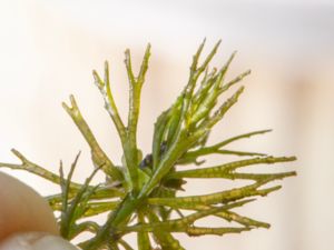 Ceratophyllum demersum - Hornwort - Hornsärv