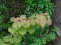 Cercidiphyllum japonicum Närlunda tegelbruksgrav, Helsingborg, Skåne, Sweden 20170811_0085