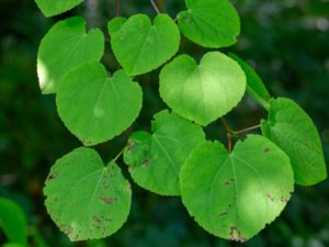 Cercidiphyllum japonicum - Katsura - Katsura