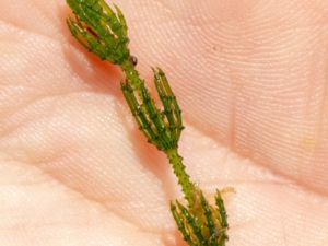 Chara baltica - Baltic Stonewort - Grönsträfse