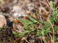 Fumana procumbens Dröstorps alvar, Mörbylånga, Öland, Sweden 20180810_0074