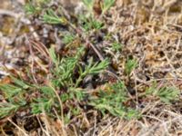 Fumana procumbens Dröstorps alvar, Mörbylånga, Öland, Sweden 20180810_0076