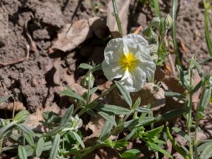 Helianthemum apenninum