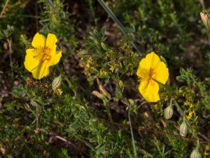 Helianthemum nummularium - Common Rock-rose - Ljus solvända