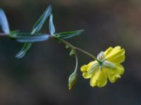 Helianthemum nummularium ssp. nummularium Holmebodar, Borgholm, Öland, Sweden 20180809_0126