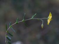 Helianthemum nummularium ssp. nummularium Holmebodar, Borgholm, Öland, Sweden 20180809_0127