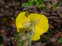 Helianthemum nummularium ssp. nummularium Marmorbruket, Krokek, Norrköping, Östergötland, Sweden 20190608_0344