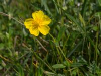 Helianthemum nummularium ssp. obscura Käglinge hästbacke, Malmö, Skåne, Sweden 20160529_0014