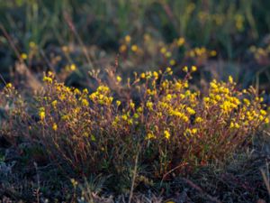 Helianthemum oelandicum - Hoary Rock-rose - Ölandssolvända