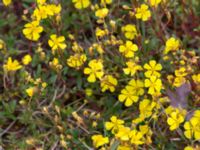 Helianthemum oelandicum var. oelandicum Gynge alvar, Mörbylånga, Öland, Sweden 20150606_0086