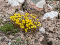 Helianthemum oelandicum var. oelandicum Gynge alvar, Mörbylånga, Öland, Sweden 20150606_0096