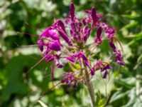 Tarenaya hassleriana Lokstallarna, Malmö, Skåne, Sweden 20190718_0015