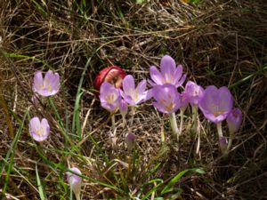 Colchicum laetum - Stjärntidlösa